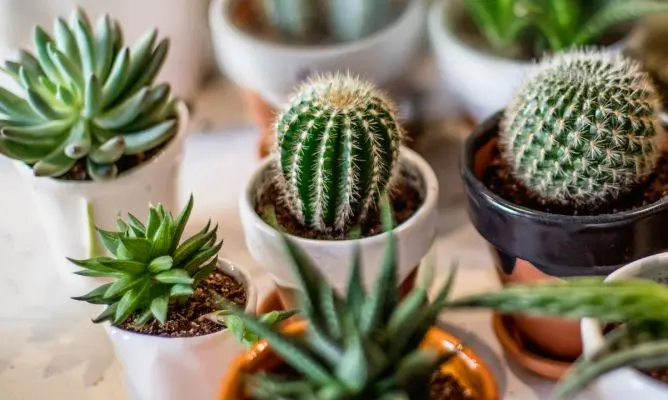 Bendición para los cactus